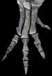 Killer ' Allosaurus Leg On Custom Mount - Colorado #39087-1